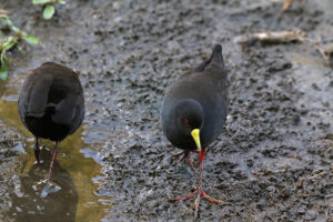 Black Crake