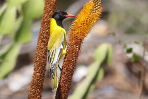Black Headed Oriole