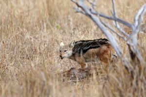 Black-backed Jackal