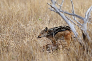 Black-backed Jackal