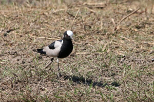 Blacksmith Lapwing