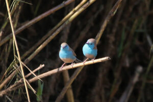 Blue Waxbill