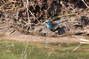 Blue Waxbill