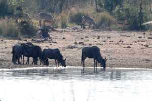 Blue Wildebeest