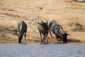 Blue Wildebeest