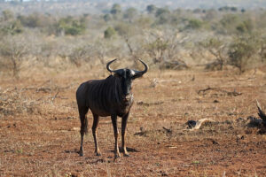 Blue Wildebeest