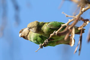 Brown Headed Parrot