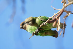 Brown Headed Parrot