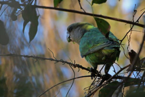 Brown Headed Parrot