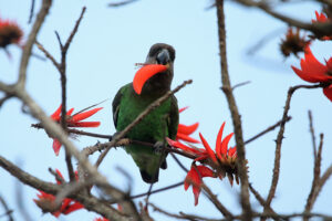 Brown Headed Parrot