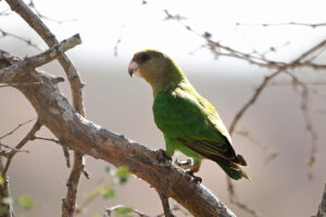 Brown Headed Parrot