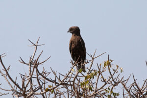 Brown Snake Eagle