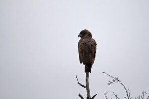 Brown Snake Eagle