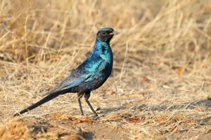 Burchells Starling