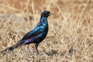 Burchells Starling