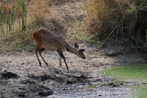 Bushbuck