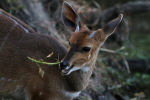 Bushbuck