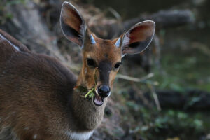 Bushbuck