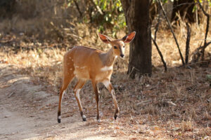 Bushbuck