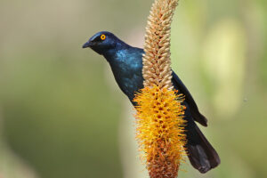 Cape Starling