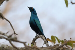 Cape Starling