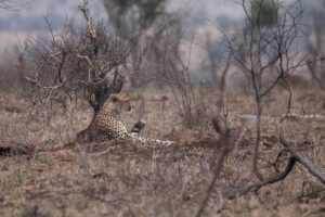 Cheetah