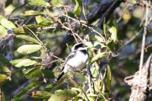 Chinspot Batis