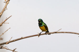 Collared Sunbird