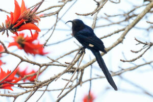 Common Scimitarbill