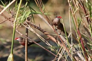 Common Waxbill