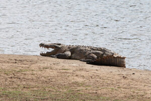 Crocodile