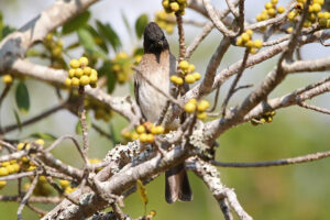 Dark Capped Bulbul