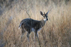 Duiker