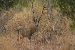 Duiker