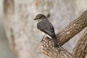 Dusky Flycatcher