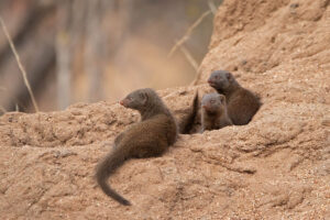 Dwarf Mongoose