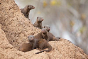 Dwarf Mongoose