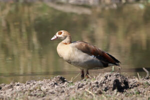 Egyptian Goose