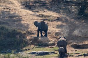 Elephant