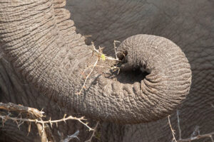 Elephant Trunk