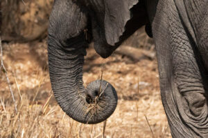 Elephant Trunk