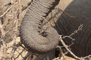 Elephant Trunk