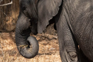 Elephant Trunk