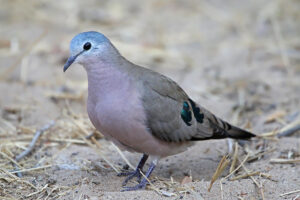 Emerald Spotted Wood Dove