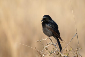 Fork Tailed Drongo