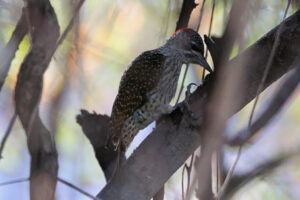 Golden Tailed Woodpecker