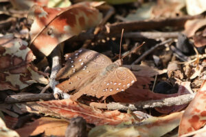 Guineafowl Butterfly