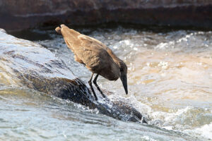 Hamerkop