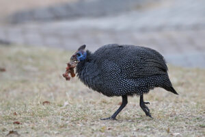 Helmeted Guineafowl