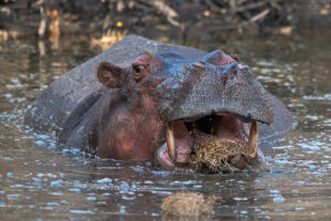 Hippo